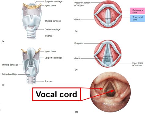 are vocal cords similar to guitar strings
